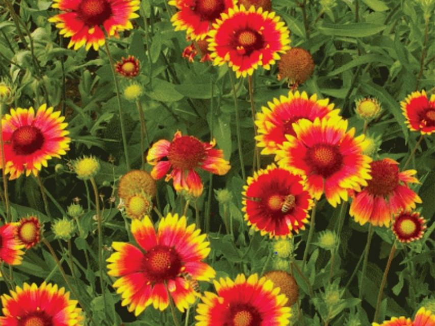 Blanket Flowers, a bush filled with bright orange and yellow rimmed colored flowers