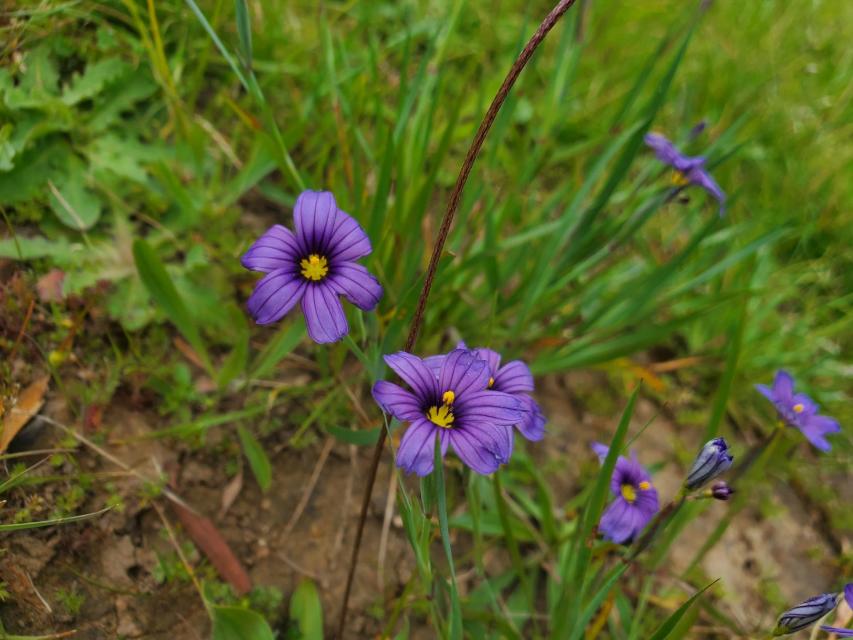 Blue-eyed Grass ((Sisyrinchium bellum)