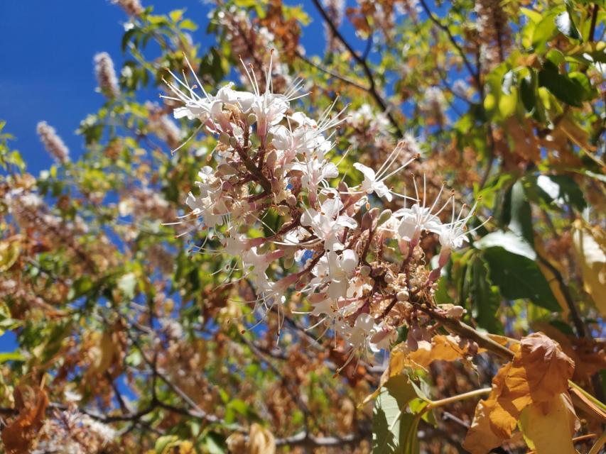 California Buckeye (Aesculus californica)