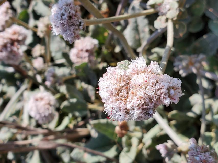 California Buckwheat (Eriogonum sp)