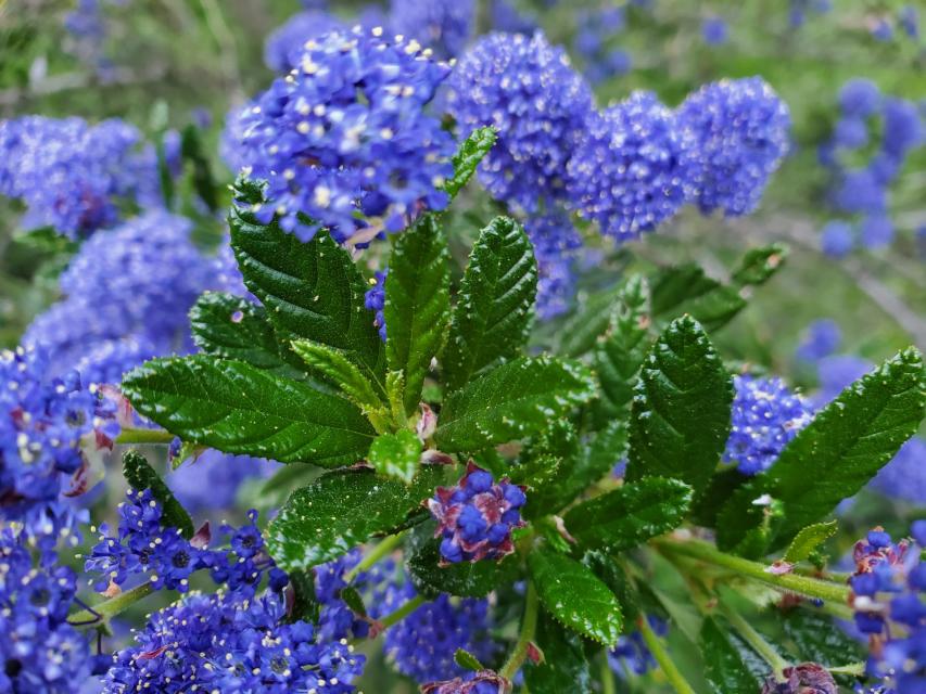 California Lilac (Ceanothus sp)