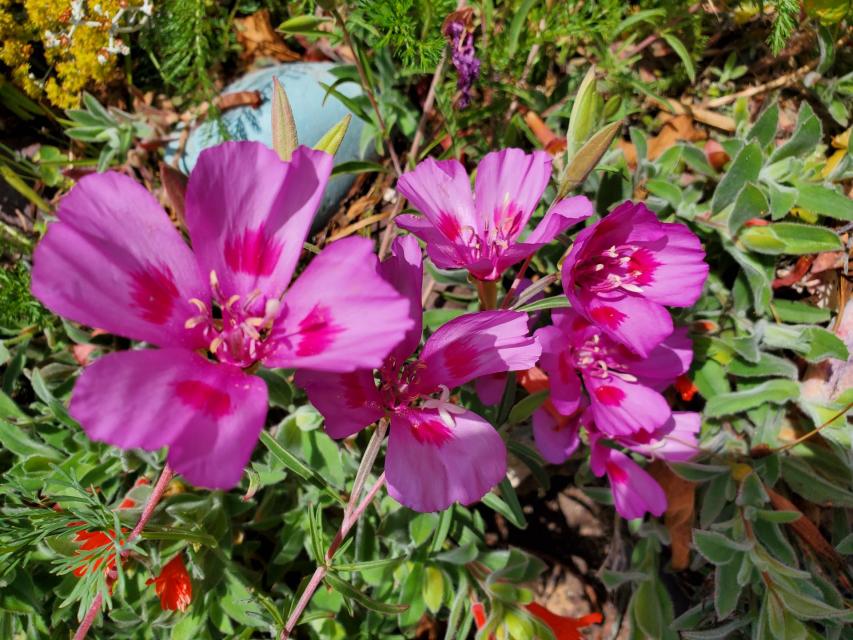 Clarkia (Clarkia sp)