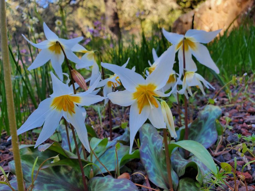 Fawnlily (Erythronium sp)