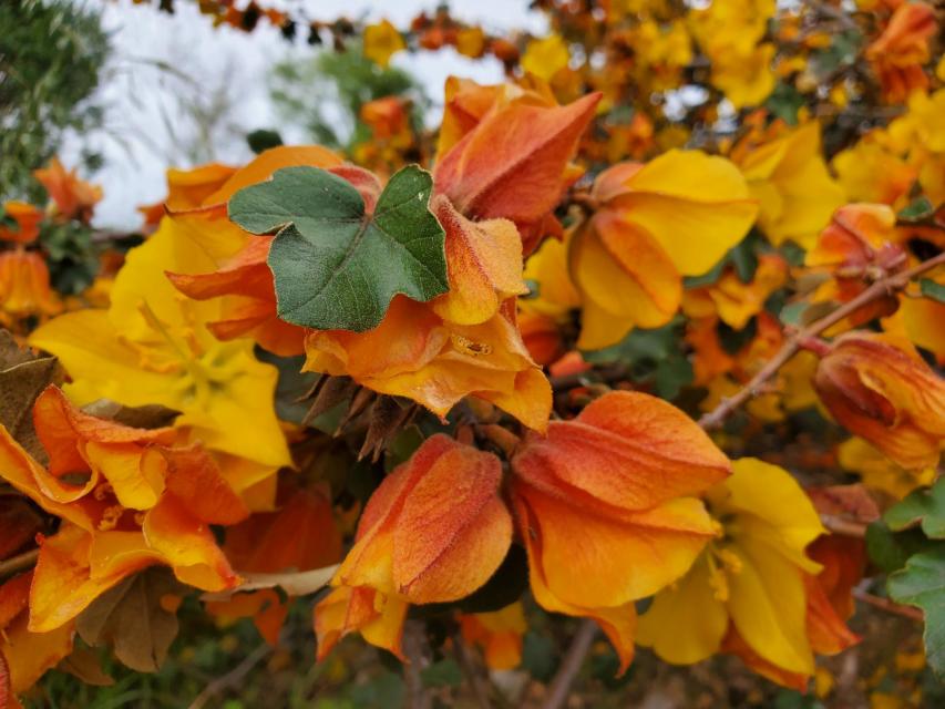 Flannel Bush (Fremontodendron sp)