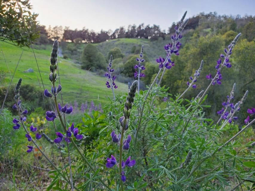 Lupine (Lupinus sp)