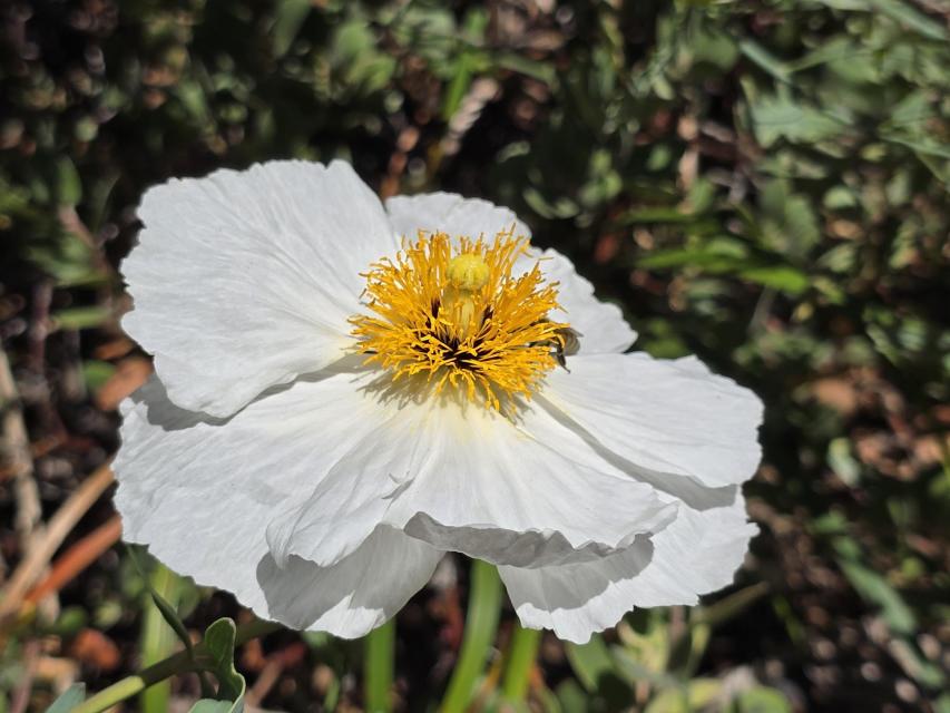 Matilla Poppy (Romneya coulteri)