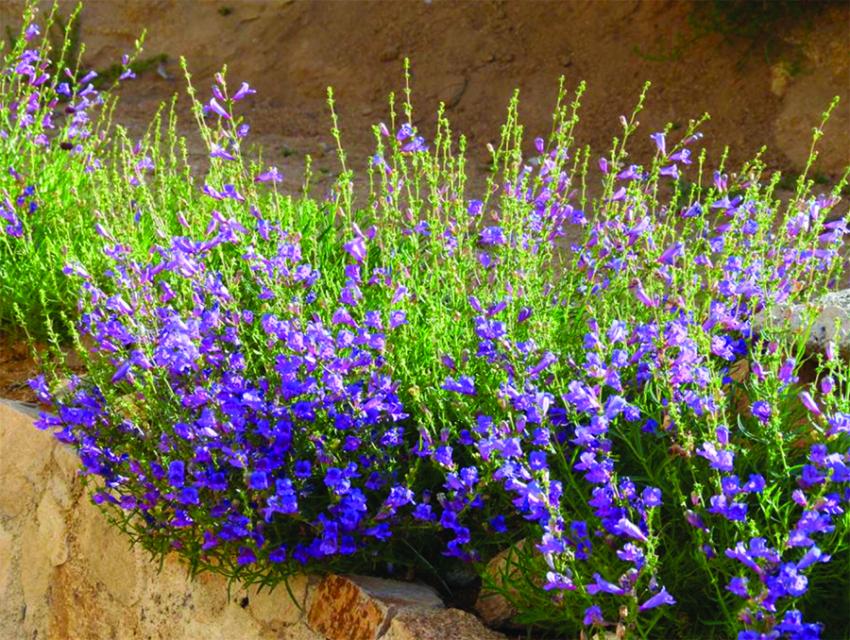A green bush filled with Penstemon, light purple colored flowers