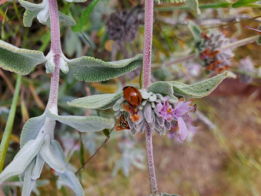 Purple Sage (Salvia leucophylla)