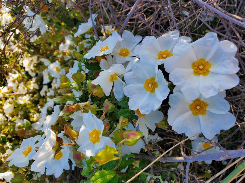 Rockrose (Cistus sp)