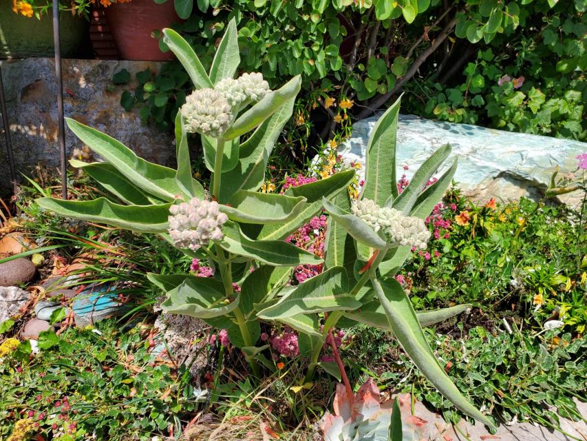 Showy Milkweed (Asclepias speciosa)