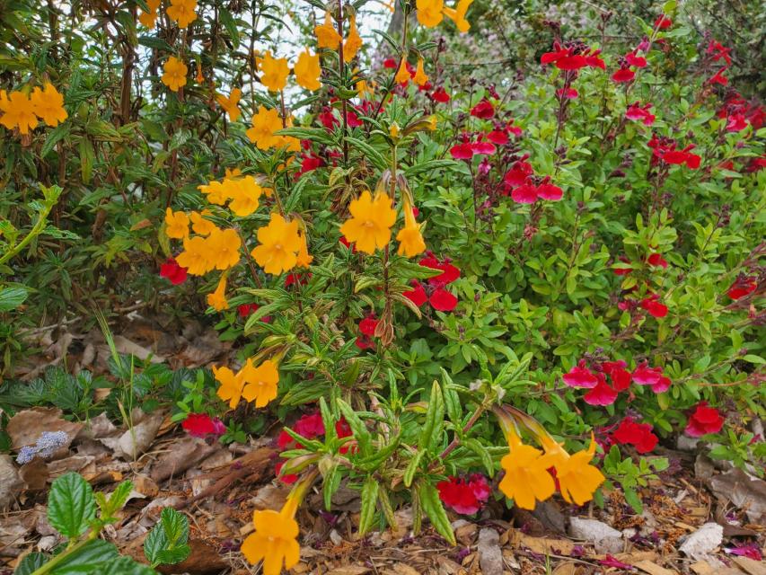 Sticky Monkeyflower (Mimulus aurantiacus)