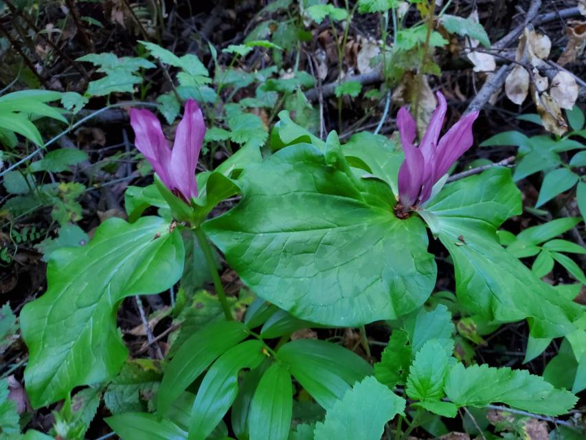 Toadshade (Trillium sp)