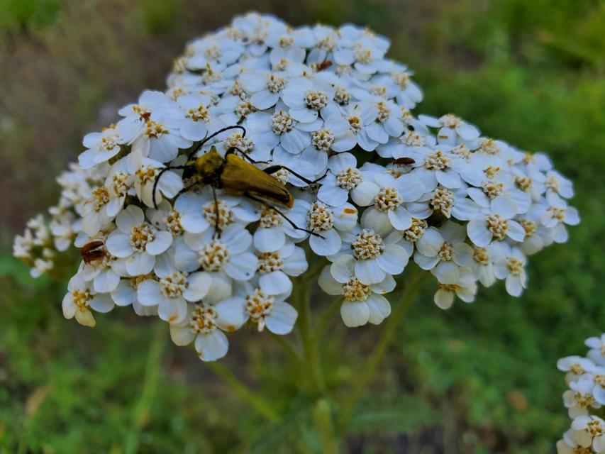 White Yarrow (Achillea millefolium)